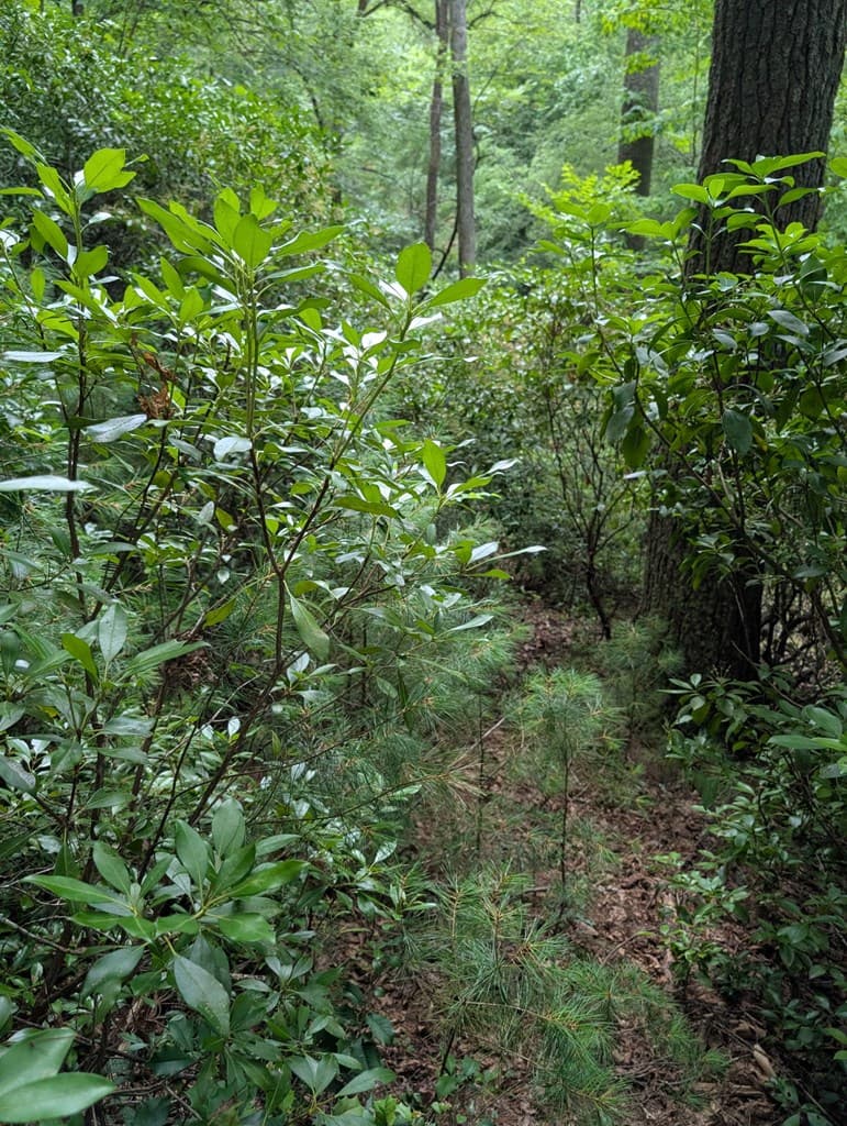Lot 32 Byers Road, Blairsville GA 30512 - Photo