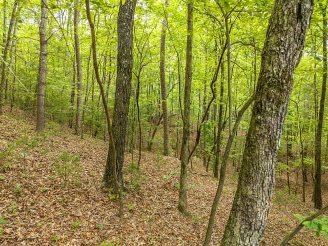 LOT 32 Oceola Drive, Ellijay GA 30540 - Photo