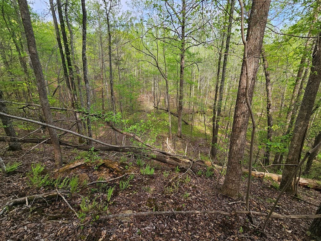 0 Talc Mine Road, Jasper GA 30143 - Photo