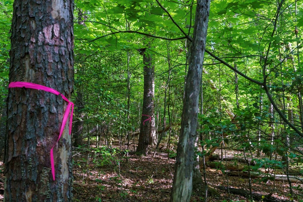 TR 1&2 W Gum Log Road, Warne NC 28909 - Photo