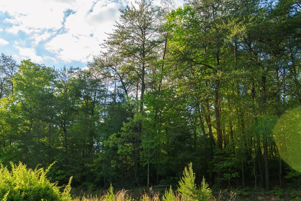 TR 1&2 W Gum Log Road, Warne NC 28909 - Photo