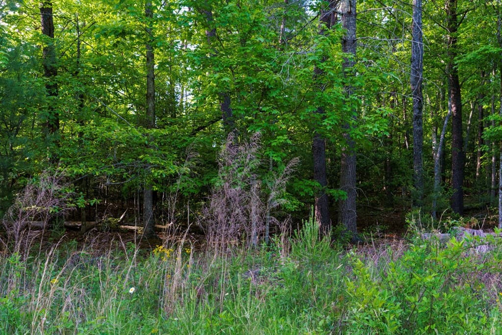 TR 1&2 W Gum Log Road, Warne NC 28909 - Photo