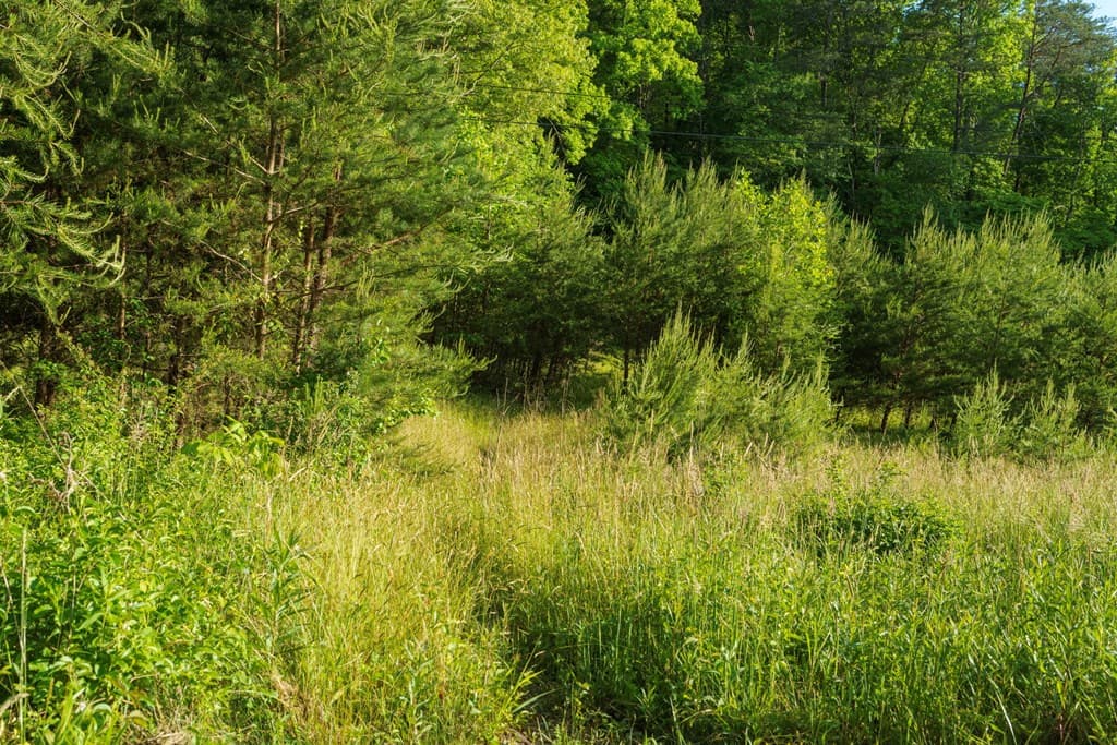 TR 1&2 W Gum Log Road, Warne NC 28909 - Photo