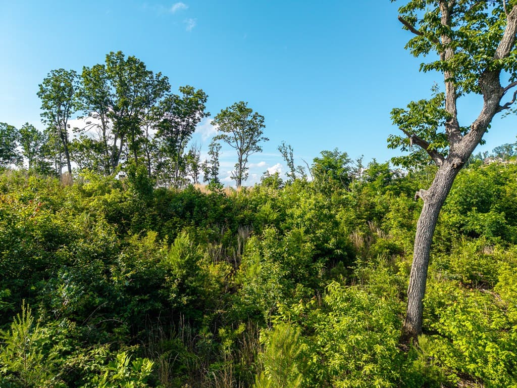234 Highgrove Drive, Talking Rock GA 30175 - Photo