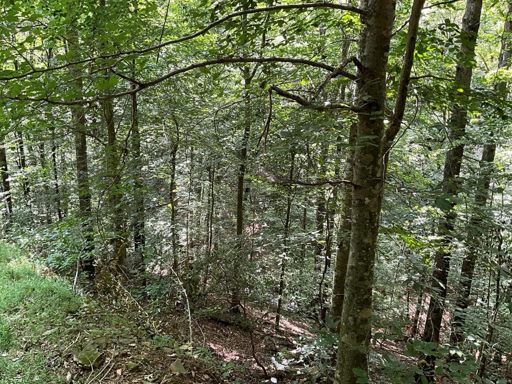 54 AC Legion Road, Ellijay GA 30540 - Photo