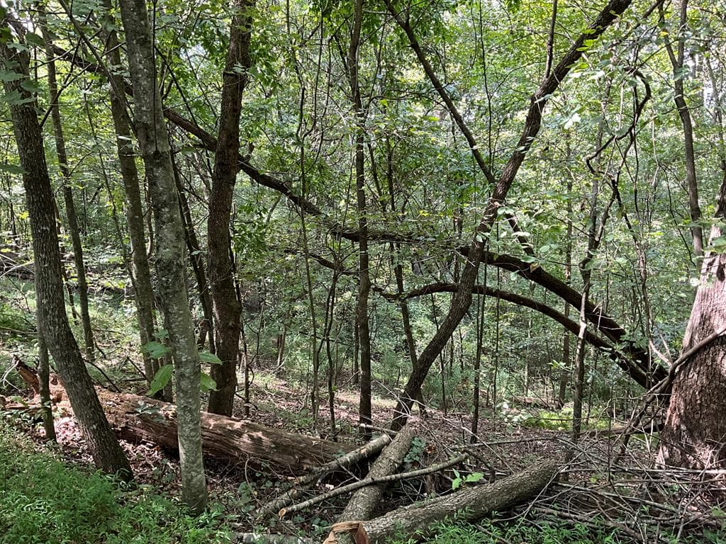 54 AC Legion Road, Ellijay GA 30540 - Photo