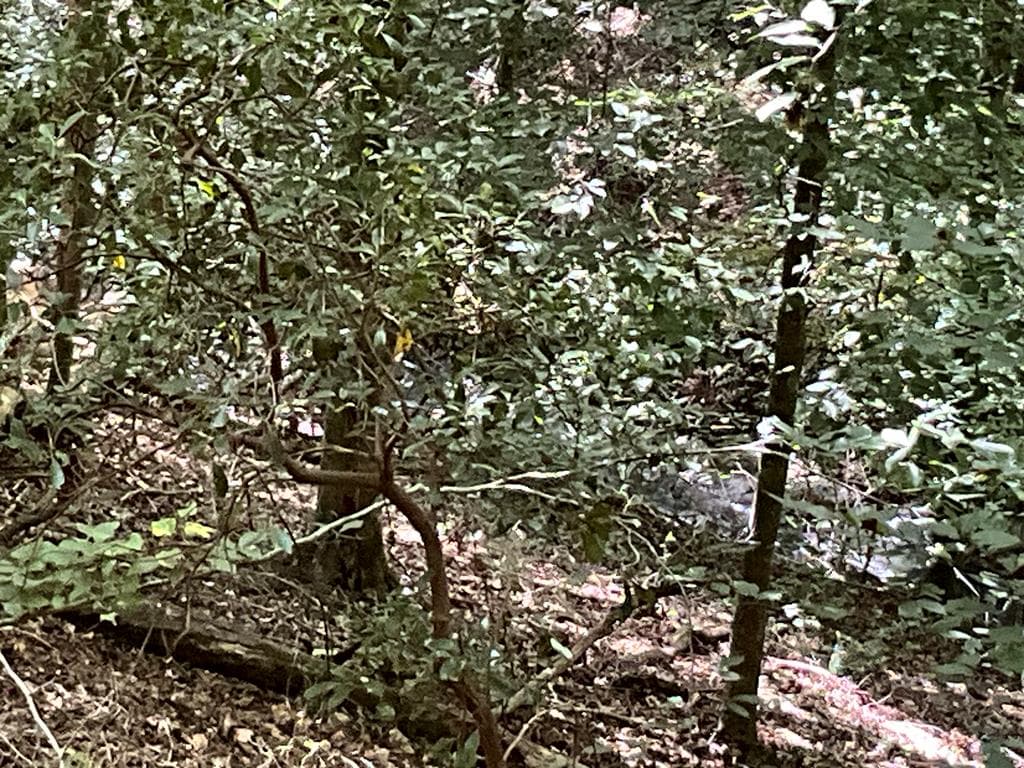 83 AC Legion Road, Ellijay GA 30540 - Photo