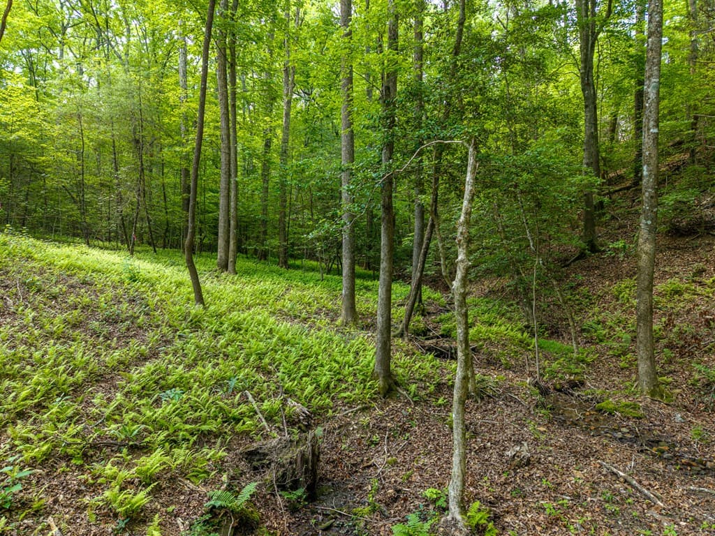 121 Orbit Lane, Ellijay GA 30540 - Photo