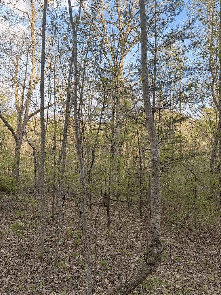 Lot 2 Anns Lane, Hayesville NC 28904 - Photo