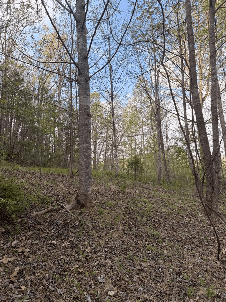 Lot 2 Anns Lane, Hayesville NC 28904 - Photo