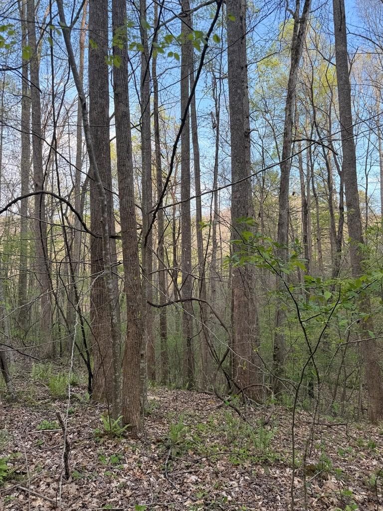 Lot 2 Anns Lane, Hayesville NC 28904 - Primary photo