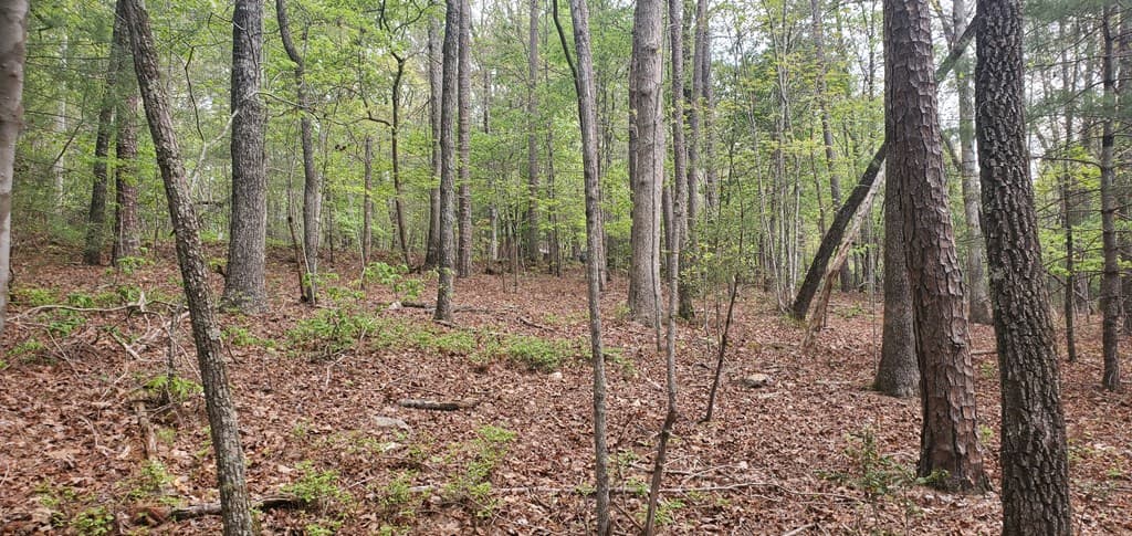 36 & 38 Squirrel Hunting, Ellijay GA 30536 - Photo