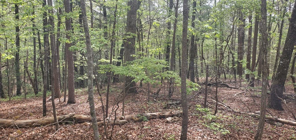 36 & 38 Squirrel Hunting, Ellijay GA 30536 - Photo