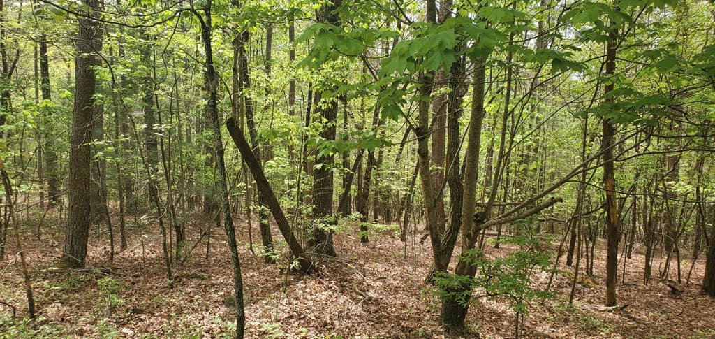 36 & 38 Squirrel Hunting, Ellijay GA 30536 - Photo