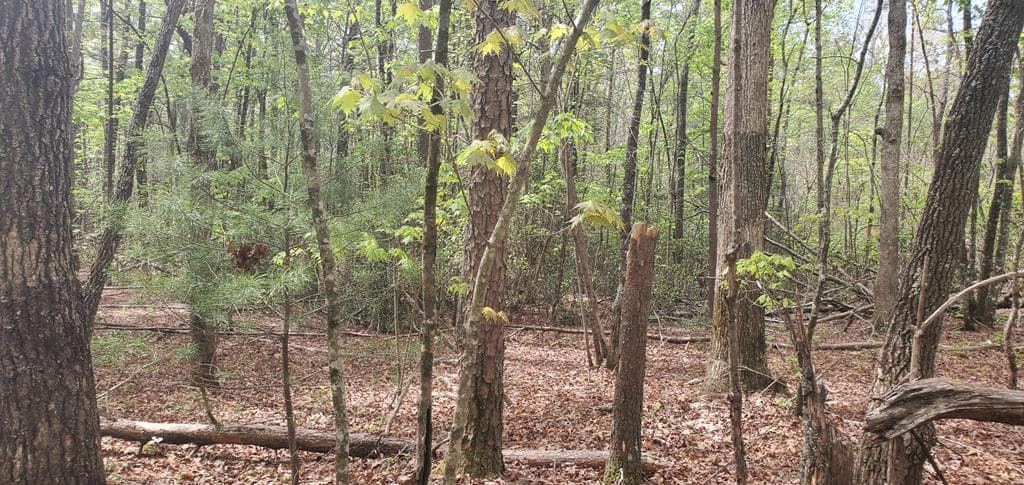 36 & 38 Squirrel Hunting, Ellijay GA 30536 - Primary photo