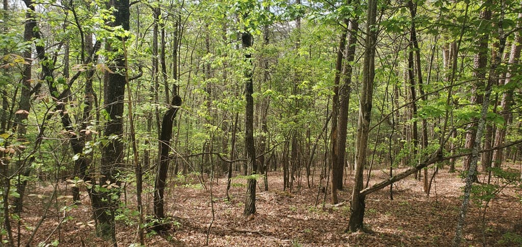 36 & 38 Squirrel Hunting, Ellijay GA 30536 - Photo