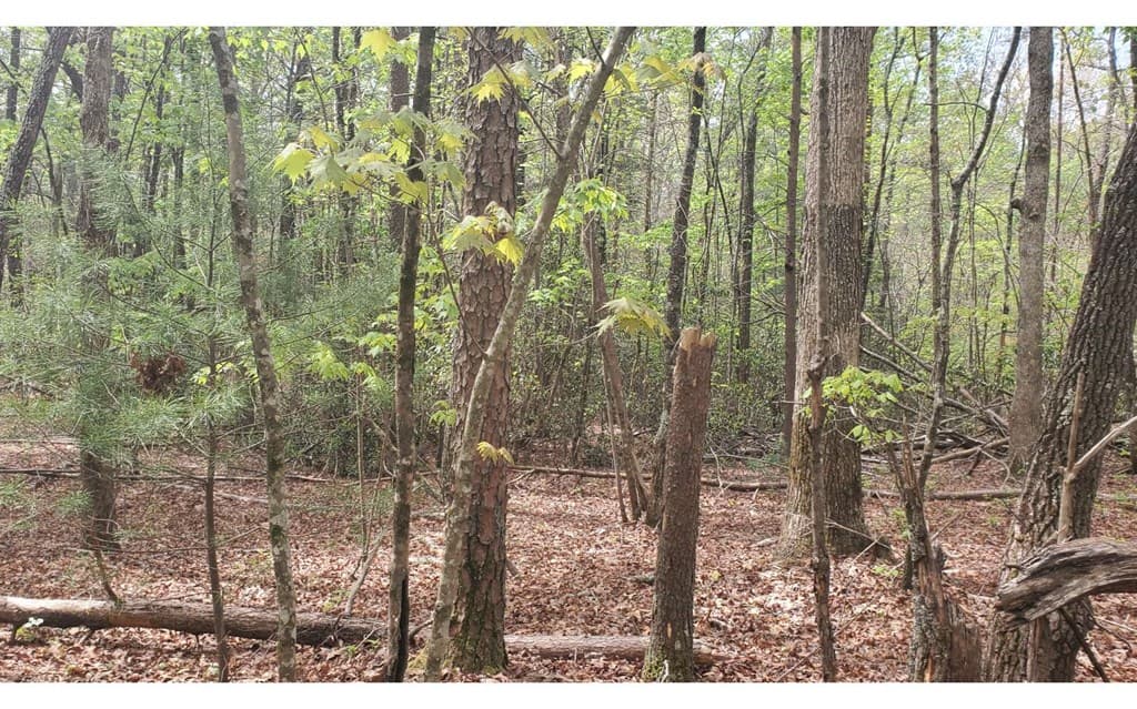 36 & 38 Squirrel Hunting, Ellijay GA 30536 - Photo