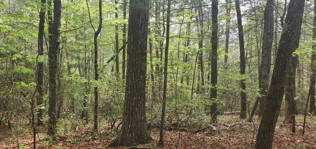 36 & 38 Squirrel Hunting, Ellijay GA 30536 - Photo