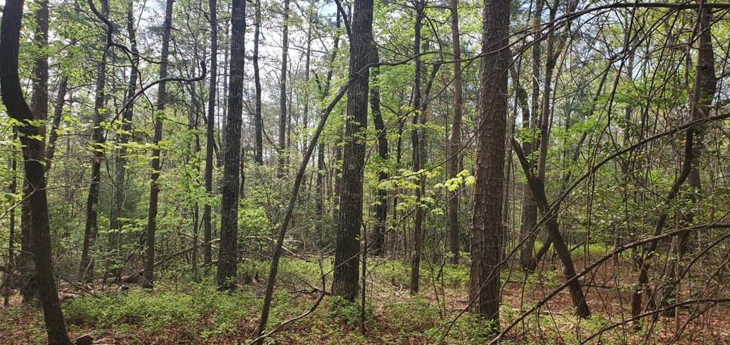 36 & 38 Squirrel Hunting, Ellijay GA 30536 - Photo