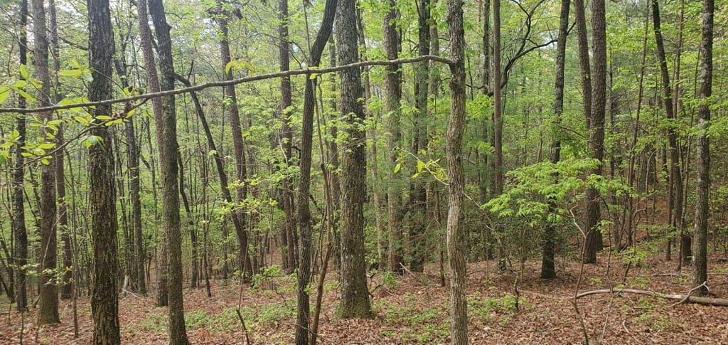 36 & 38 Squirrel Hunting, Ellijay GA 30536 - Photo