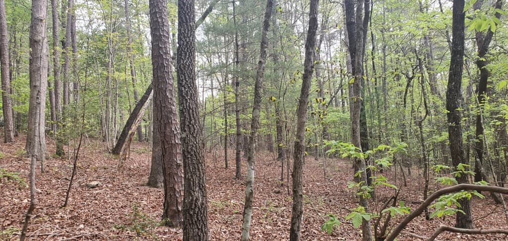 36 & 38 Squirrel Hunting, Ellijay GA 30536 - Photo