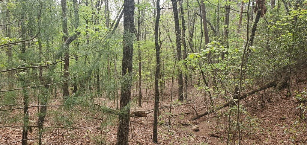 36 & 38 Squirrel Hunting, Ellijay GA 30536 - Photo