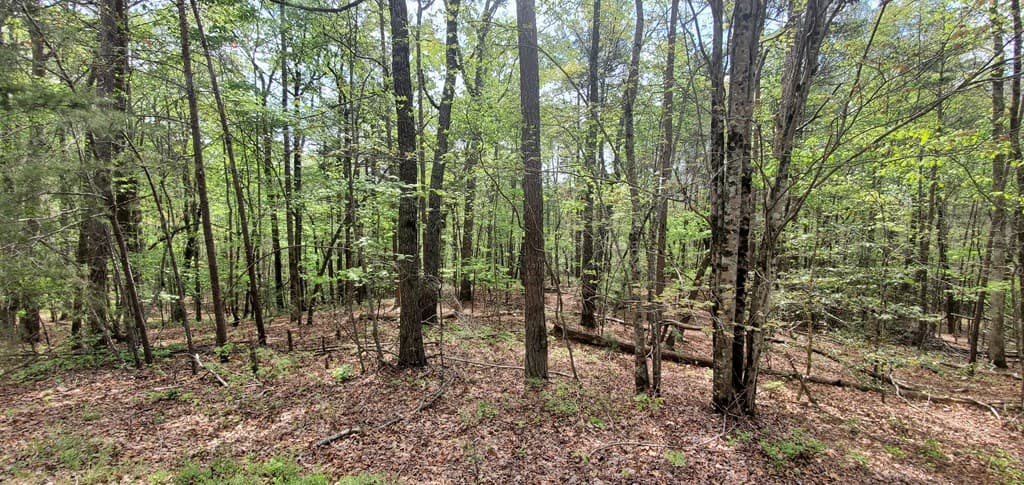 36 & 38 Squirrel Hunting, Ellijay GA 30536 - Photo
