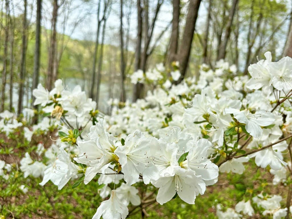 Lot 5 Walnut Drive, Blairsville GA 30512 - Photo