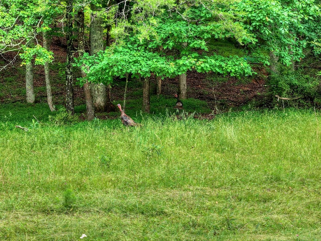 20.11 Ac Mountain View Road, Mccaysville GA 30555 - Photo