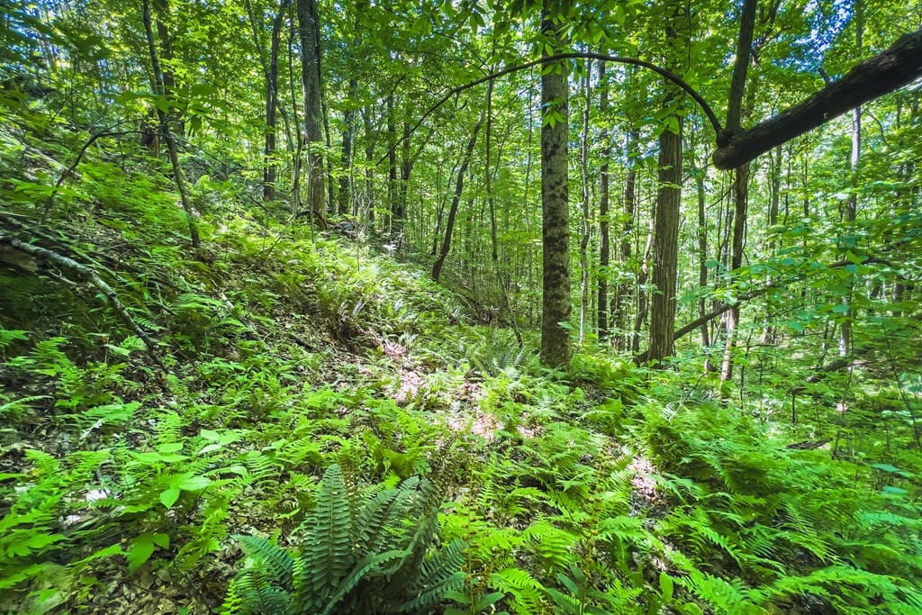 Lot 136 St Andrews Way, Ellijay GA 30536 - Photo