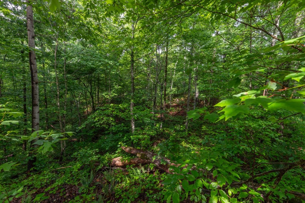 Lot 150 Tranquility @ Carters Lake, Ellijay GA 30540 - Photo