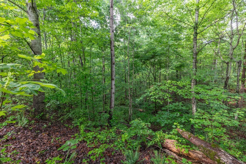 Lot 150 Tranquility @ Carters Lake, Ellijay GA 30540 - Photo