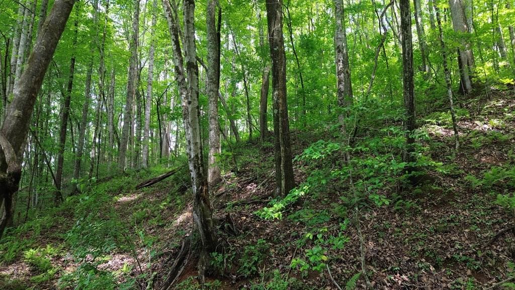 115 Calvender Road, Turtletown TN 37391 - Primary photo