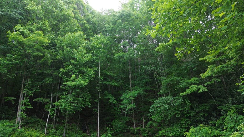115 Calvender Road, Turtletown TN 37391 - Photo