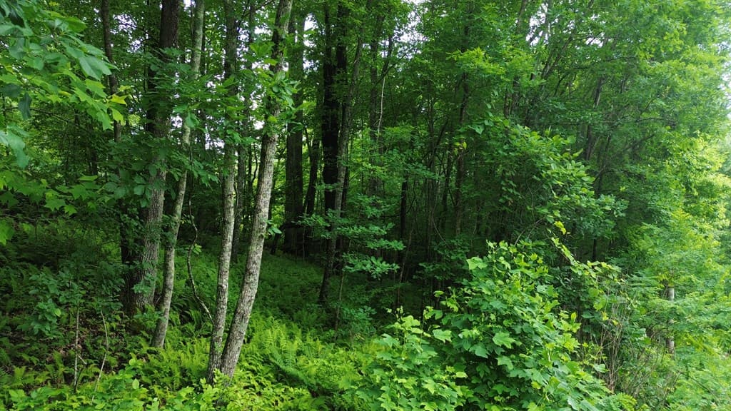 115 Calvender Road, Turtletown TN 37391 - Photo
