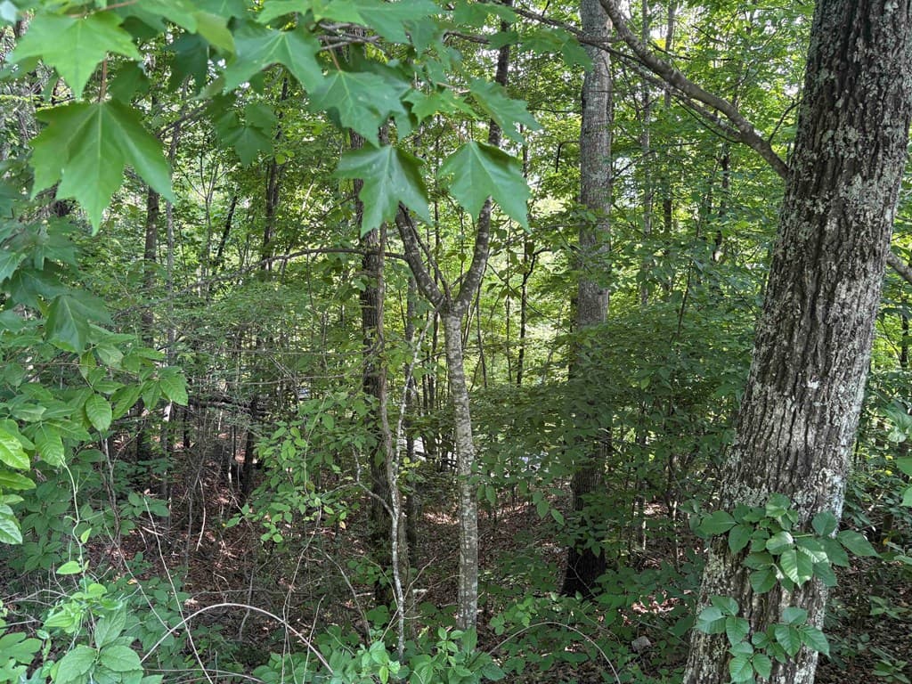Lot 46 Dan Knob (Lot), Hayesville NC 28904 - Photo