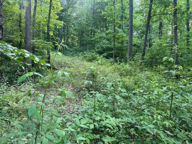0 Gooch Creek Cove, Suches GA 30572 - Photo