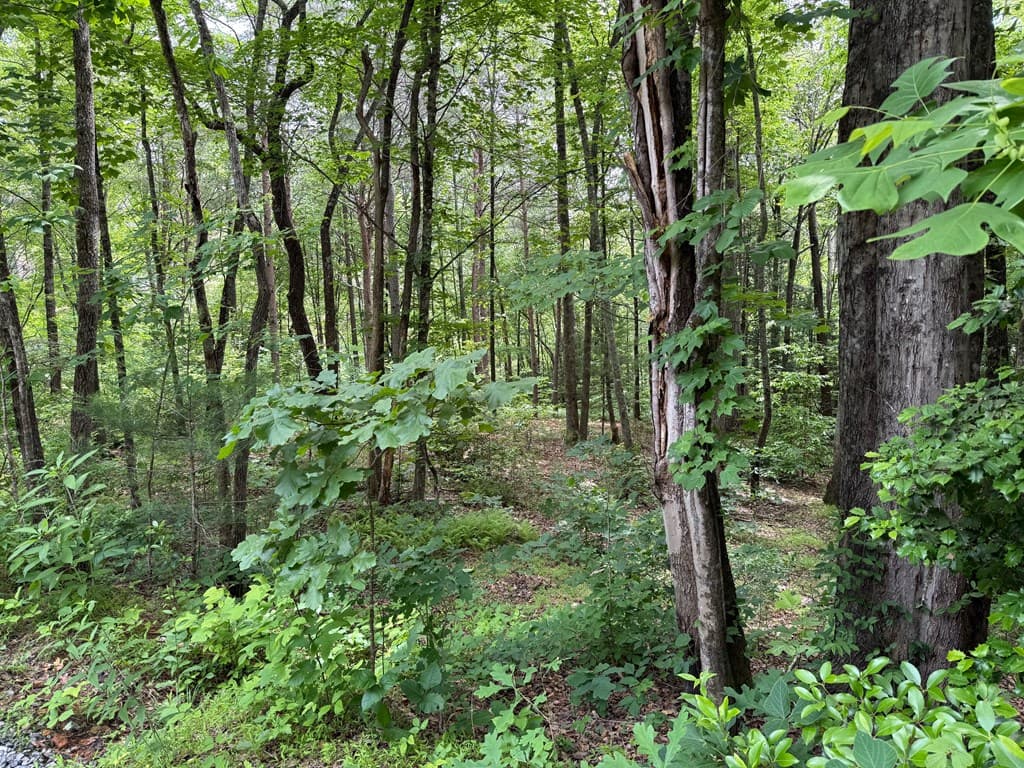 00 Mr Bert Road, Hiawassee GA 30548 - Photo