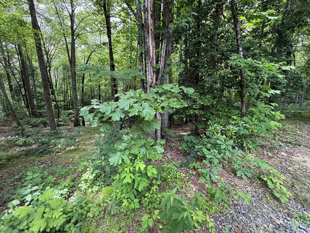 00 Mr Bert Road, Hiawassee GA 30548 - Photo