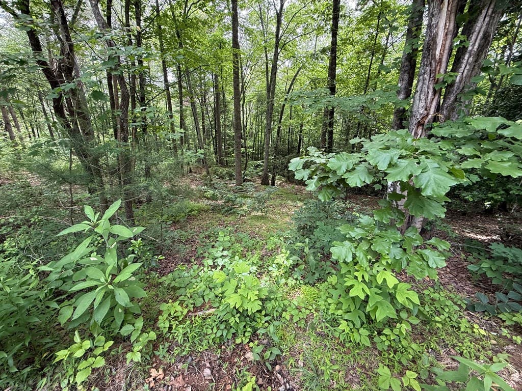 00 Mr Bert Road, Hiawassee GA 30548 - Photo