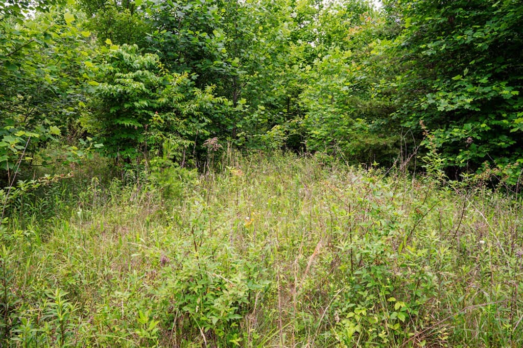 Lot 29 Hidden Forest Lane, Hayesville NC 28904 - Photo