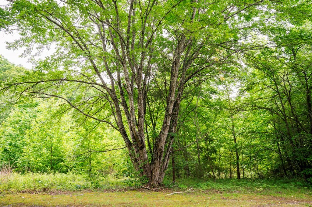 Lot 29 Hidden Forest Lane, Hayesville NC 28904 - Photo