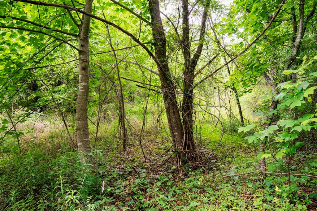 Lot 29 Hidden Forest Lane, Hayesville NC 28904 - Photo
