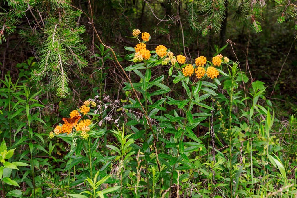 Lot 29 Hidden Forest Lane, Hayesville NC 28904 - Photo