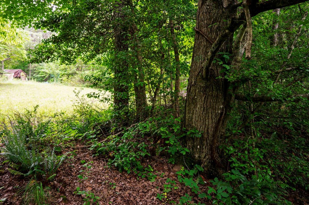 Lot 29 Hidden Forest Lane, Hayesville NC 28904 - Photo
