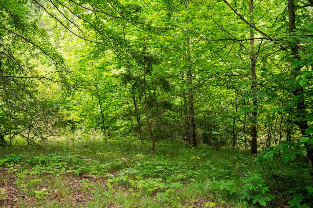 Lot 29 Hidden Forest Lane, Hayesville NC 28904 - Photo