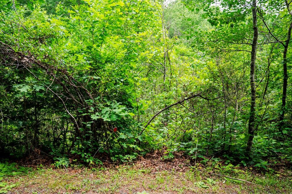 Lot 29 Hidden Forest Lane, Hayesville NC 28904 - Photo