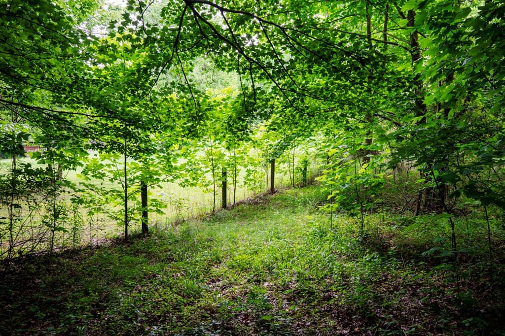 Lot 29 Hidden Forest Lane, Hayesville NC 28904 - Photo