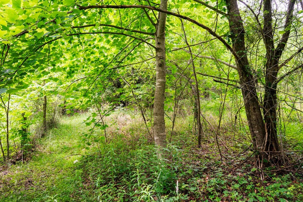 Lot 29 Hidden Forest Lane, Hayesville NC 28904 - Photo