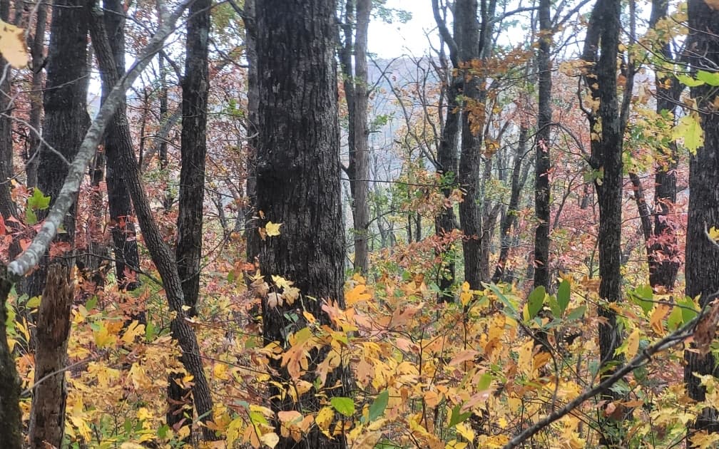 43.91 Old Burnt Mountain Road, Ellijay GA 30540 - Photo
